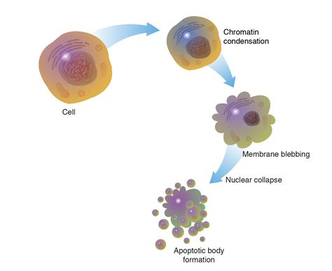 What Term Is Used to Describe Programmed Cell Death - YeseniakruwMccarty