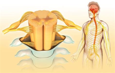 Pin on Central Sensitization Disorder, Fibro, Chronic Fatigue