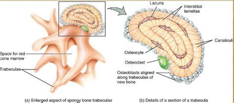 Spongy Bone: Trabeculae Diagram | Quizlet