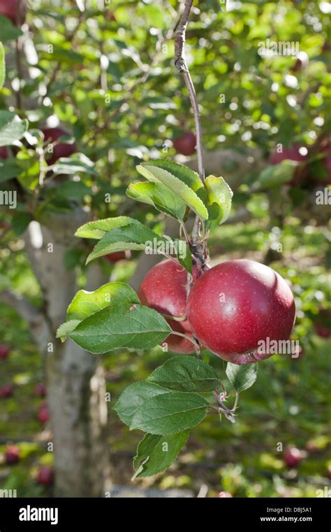 apple in orchard in the fall Stock Photo - Alamy