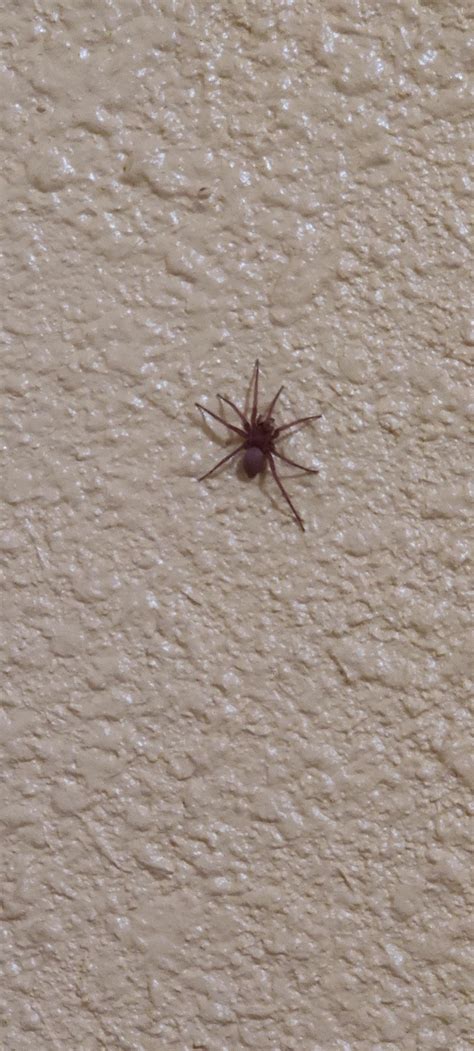 Is this a brown recluse? (Central California) : spiders