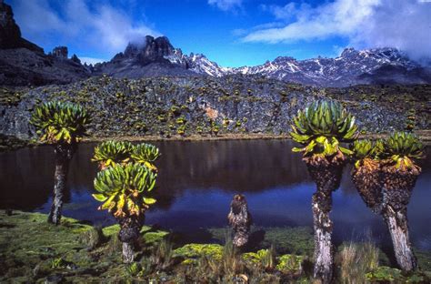 Mount Kenya - Bazar Travels