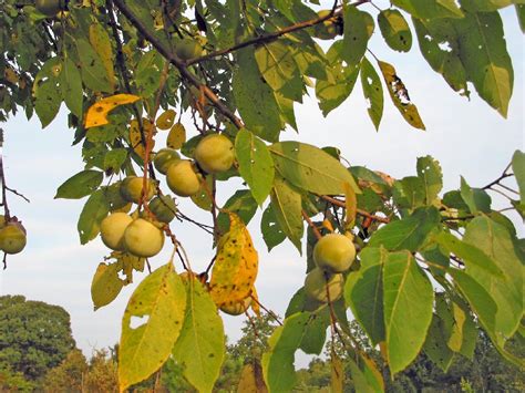 Fruit Warehouse: American Persimmon ( Diospyros virginiana )