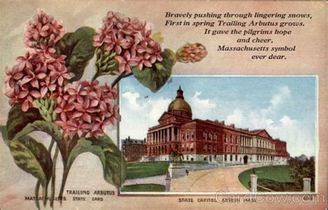 Massachusetts State Flower and Capitol Boston, MA State Flowers & Seals