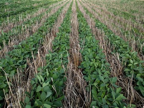 How to best implement cover crops to ensure your farm's future | AGDAILY