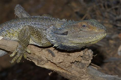 "Pogona barbata (Eastern Bearded Dragon)" by Russell Mawson | Redbubble