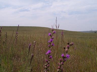 A Complex Prairie Ecosystem - Tallgrass Prairie National Preserve (U.S ...