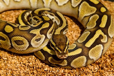 Ball Python Snake stock image. Image of pets, reptile - 117199387