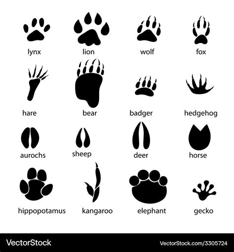 Set of different animal tracks Royalty Free Vector Image