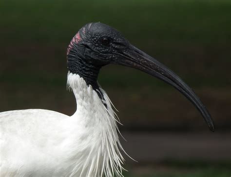 Australian White Ibis photo and wallpaper. All Australian White Ibis ...