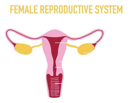 Illustration of Female Human Reproductive System 23548875 PNG