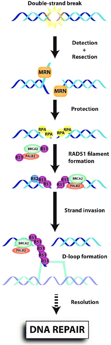 Schematic representation of DNA repair by homologous recombination.... | Download Scientific Diagram