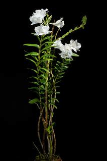 [Palawan, Philippines] Dendrobium parthenium Rchb.f., Gard… | Flickr