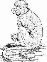 Monkey Coloring Pages sketch template