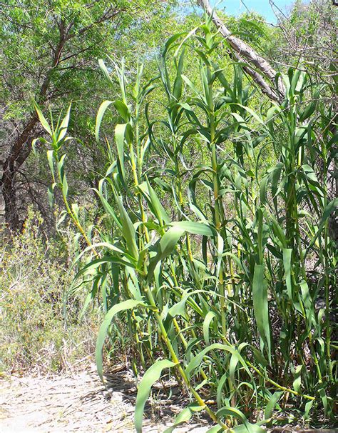 Giant Reed - Arundo donax