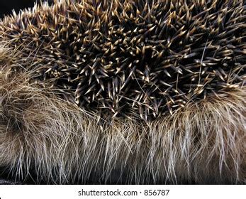 Hedgehog Spikes Stock Photo 856787 | Shutterstock