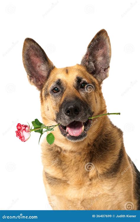 Dog with roses stock image. Image of looking, shepherd - 36407699