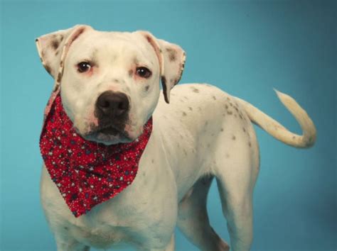 Pet of the Week: Toby, a Dalmatian-pit bull mix : Lifestyles