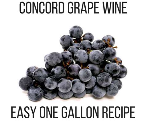 Concord Grape Wine Recipe | Quality Wine and Ale Supply Blog