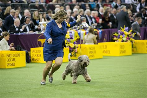 28 adorable photos from the Westminster Dog Show competition