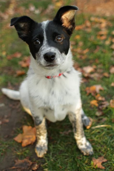 Chief - Australian Cattle Dog mix