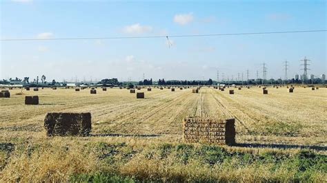 History Of Kibbutz In Israel