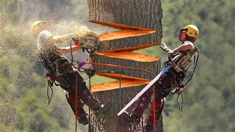 15 LARGEST Trees Ever Cut Down - YouTube