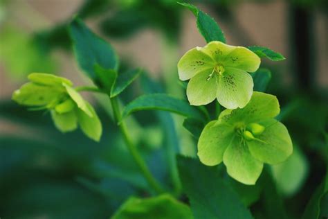 10 Green Flowers To Grow in Your Garden