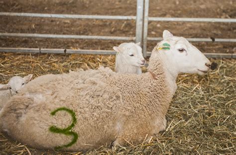 Premier Farm Diary: Lambs!