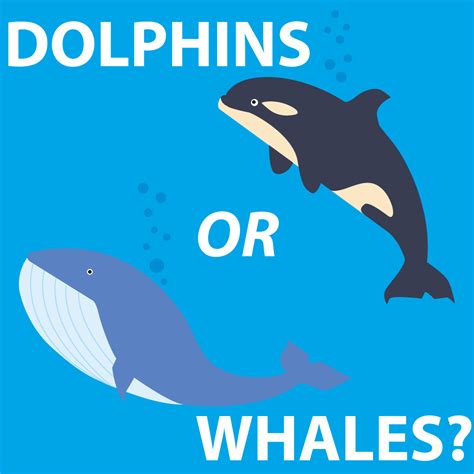 Dolphins VS Whales – CEHS News