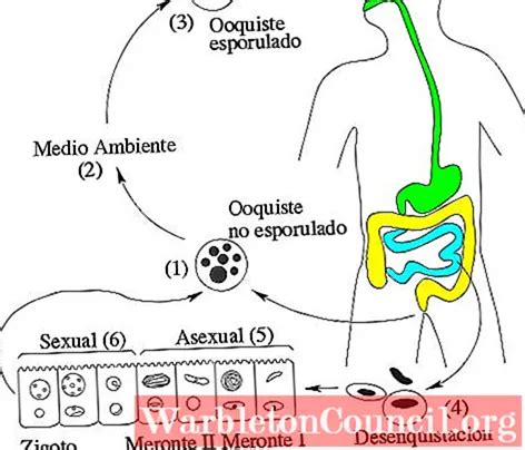 Cyclospora cayetanensis: morphology, life cycle and treatment - science - 2024