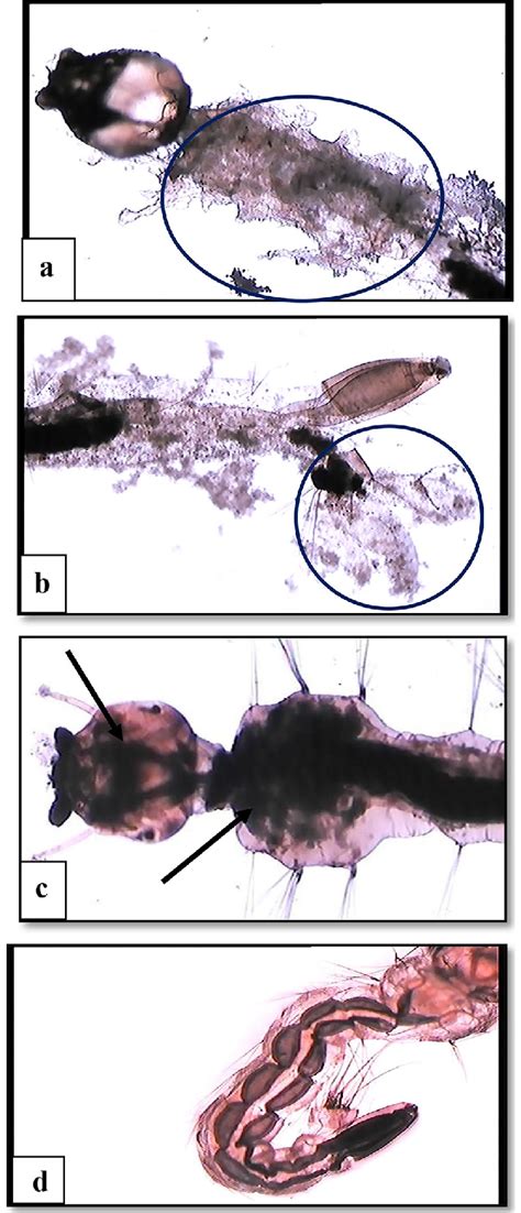 Morphological damage observed in Aedes aegypti larvae after treatment ...