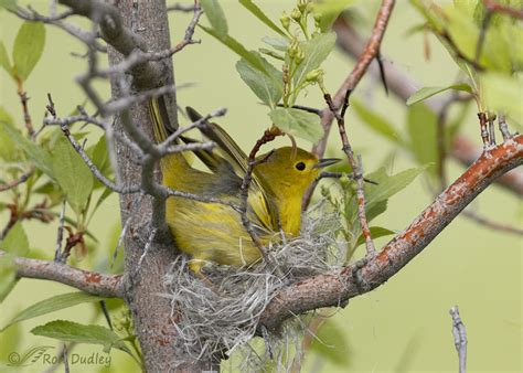 My First Yellow Warbler Nest – Feathered Photography