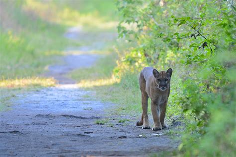 Why don’t we see panthers when we’re hiking the CREW trails? » CREW ...