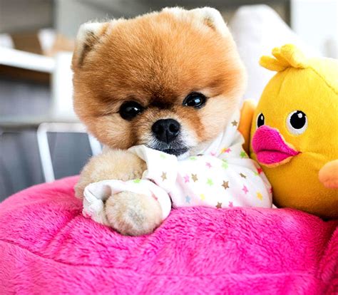 Chinese New Year: Meet the cutest dogs of Instagram in the Year of the Dog - Rediff.com Get Ahead