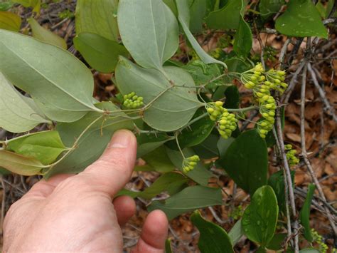 Smilax bona-nox (Smilacaceae) image 16577 at PhytoImages.siu.edu