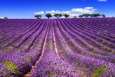 Lavender Fields and Tour of the L’Occitane© Factory