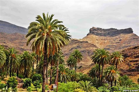 GRAN CANARIA MAIMENES: PALMERA CANARIA