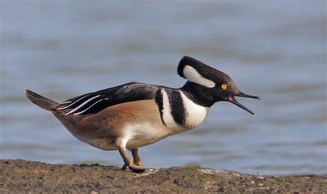 Hooded Merganser Facts, Habitat, Diet, Life Cycle, Baby, Pictures