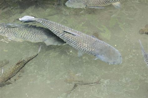 Premium Photo | Mujair fish in a pond with clear water