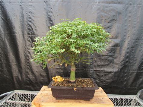 48 Year Old Dwarf Japanese Maple Bonsai Tree