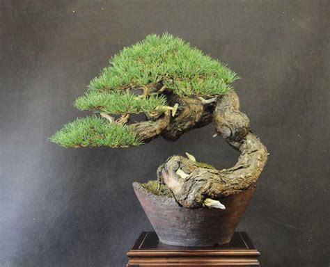 Scots Pine: One Artist, Four Trees | Bonsai Bark