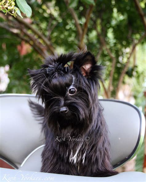 Gorgeous Extreme black Yorkie #yorkies #dogs #puppy #exoticYorkies # ...