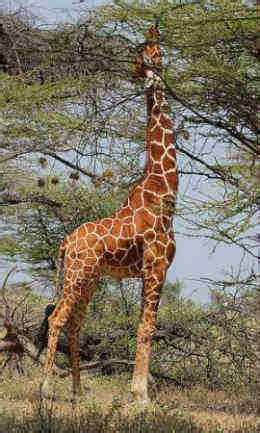 What do giraffes eat? - Online Biology Dictionary