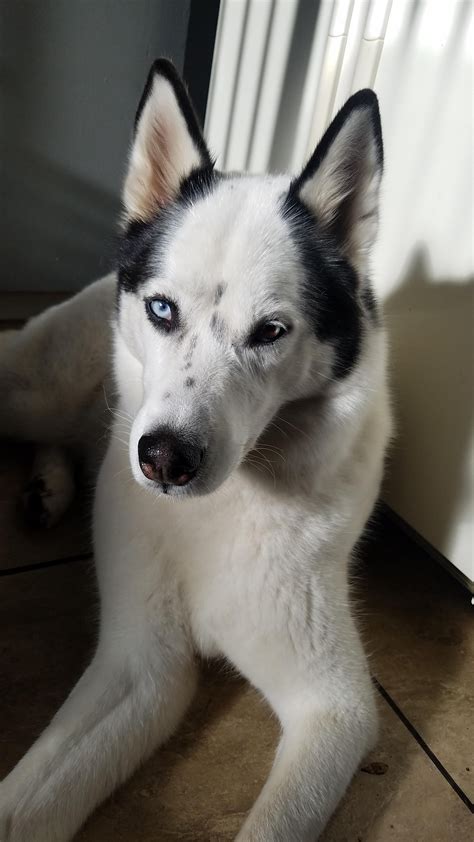 Siberian Husky #siberianhusky #piebald | Siberian husky, Husky, Snow dogs