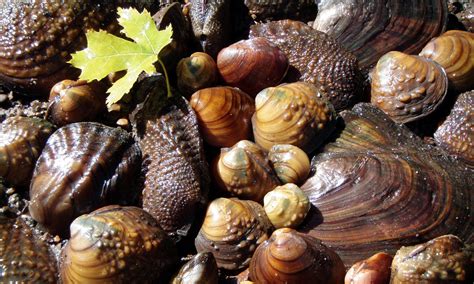 Field guide to Freshwater Mussels of the Midwest – INHS Mollusk Collection