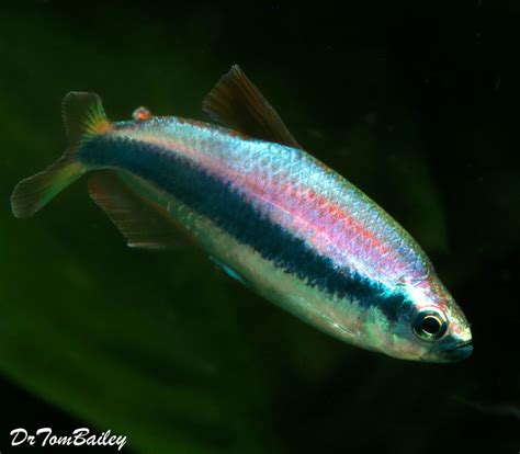 Premium New, Rare, Super Blue Emperor Tetra