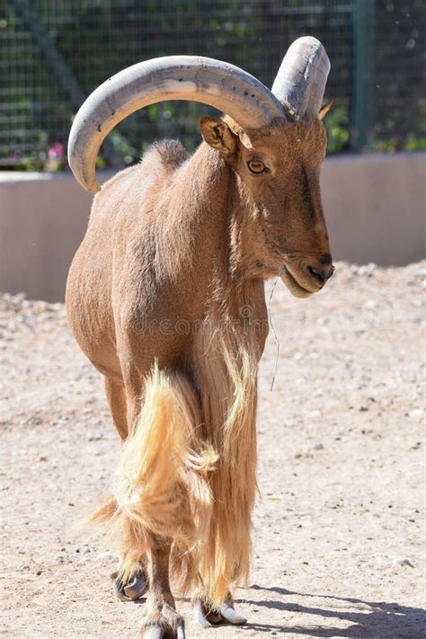 A Barbary Sheep Stands Proudly Showing Off Its Impressive Horns ...