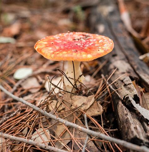 3 Mushroom Growing Tips for Home Gardeners - 2024 DIY Guide - Cannabis ...