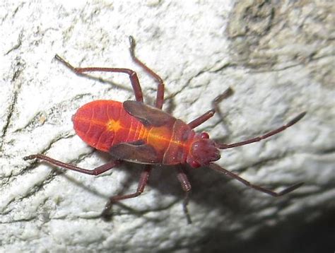 Hemiptera nymph - Boisea - BugGuide.Net